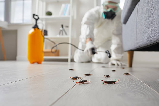 Post-Treatment Bed Bug Interceptor Monitoring in Holualoa
